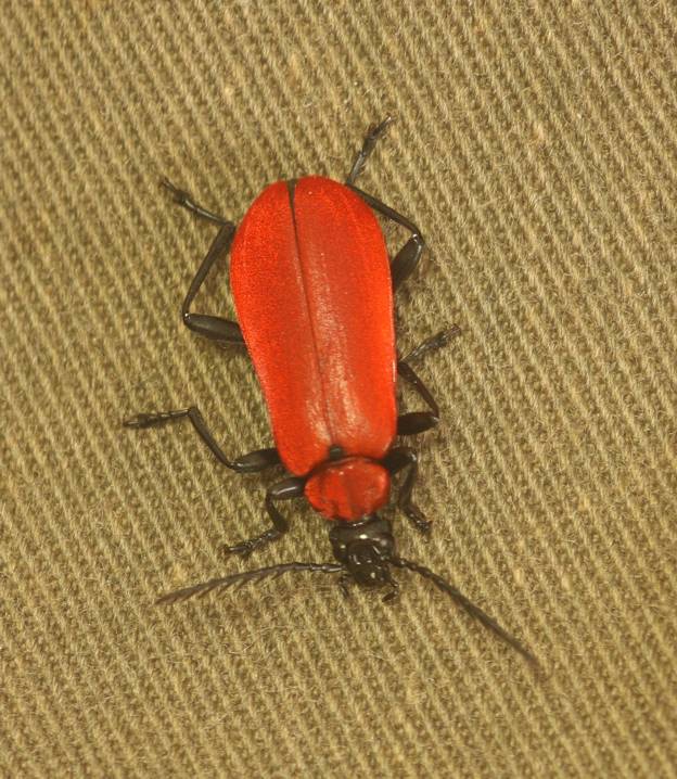 Pyrochroidae: maschio di Pyrochroa coccinea